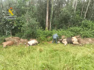 A tiros contra las vacas de la vecina por una enemistad: la Guardia Civil investiga a un praviano por matar tres reses