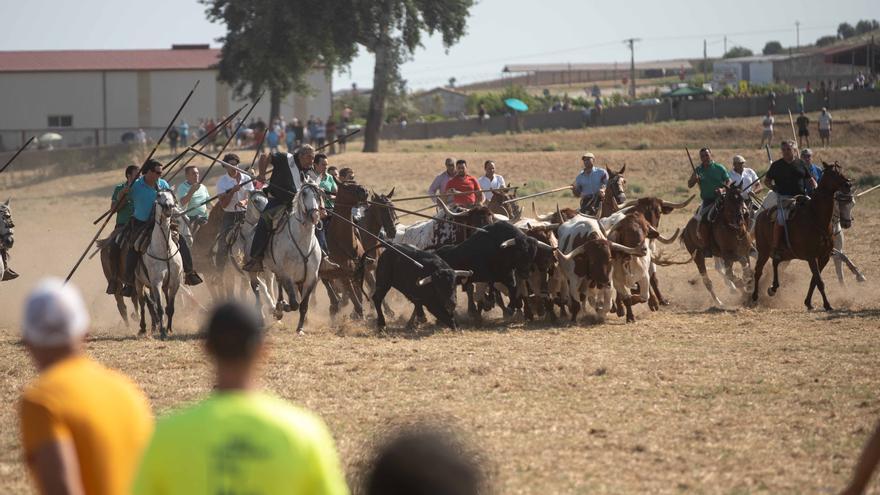 Multitudinarios espantes del domingo en Fuentesaúco