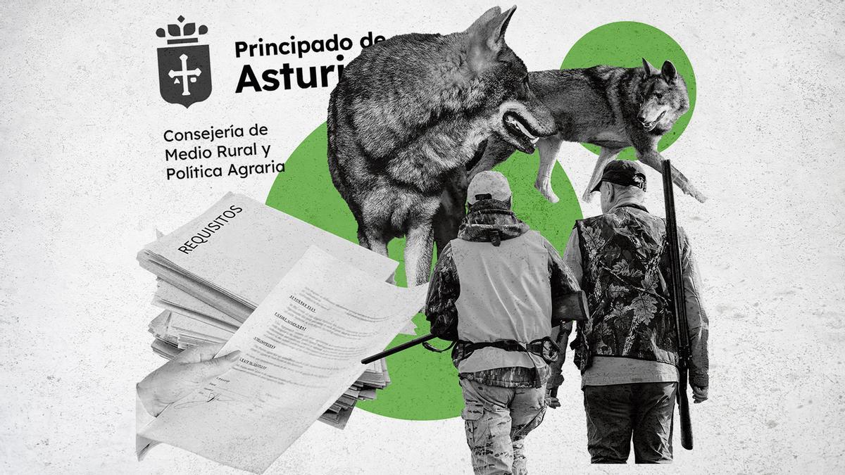 El largo camino burocrático para matar un lobo en Asturias