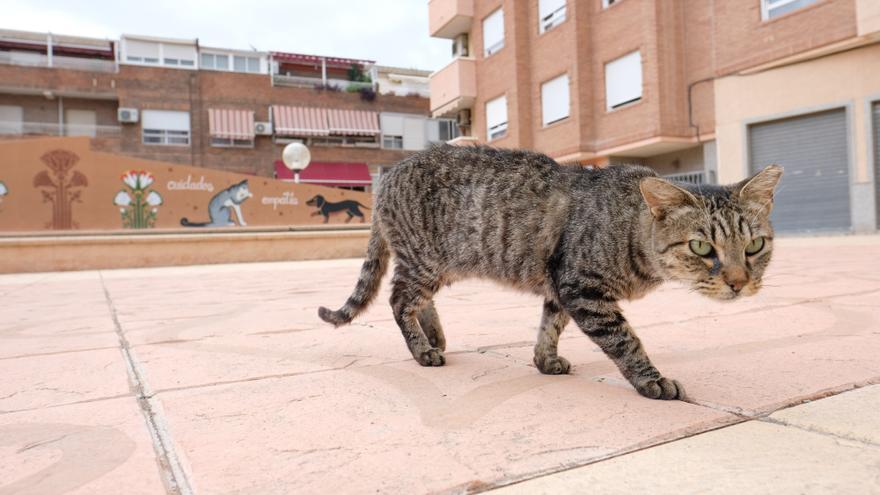Vecinos de Santa Pola agreden a gatos y voluntarios por dar comida a una colonia felina