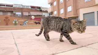 Vecinos de Santa Pola agreden a gatos y voluntarios por dar comida a una colonia felina