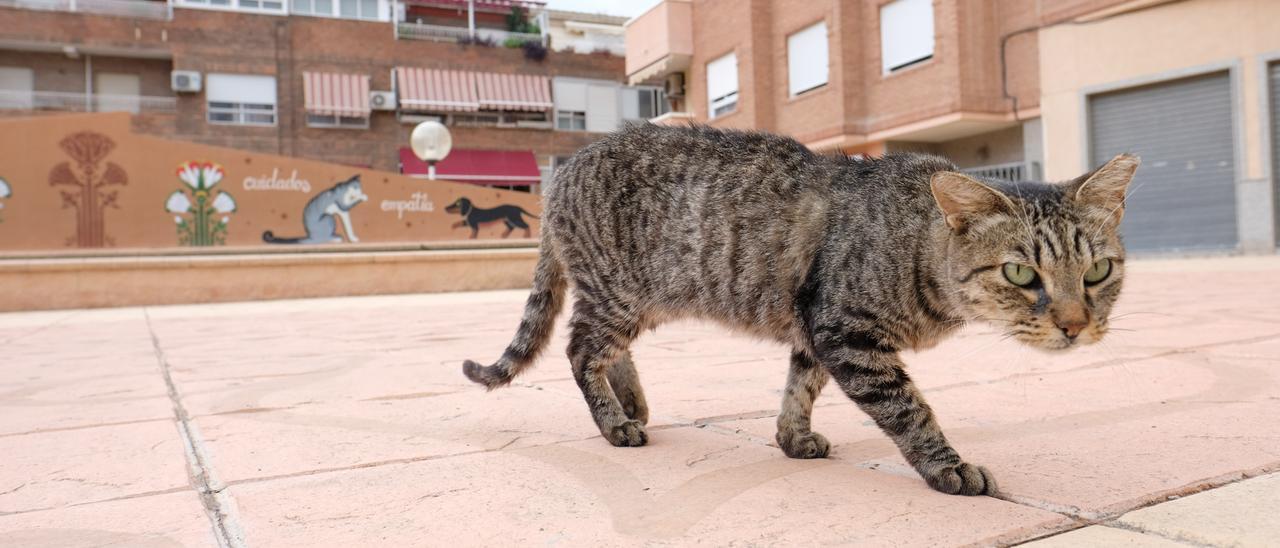 Un gato callejero en un parque de Elda.