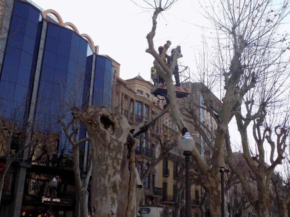 L'Ajuntament canvia 10 plàtans del Passeig