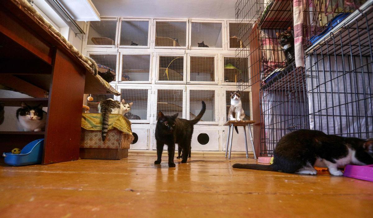 El refugio para 108 gatos que la psicóloga y activista Tatyana Zelenskaya ha creado en su casa.