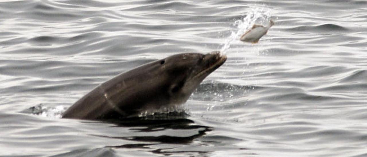 Los científicos destacan el modo en que los delfines juegan con la comida en aguas arousanas. // BDRI