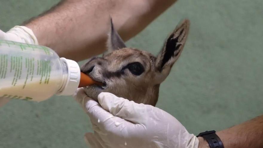 Nace en Bioparc Valencia una cría de Gacela Thomson, especie que se encuentra en peligro de extinción