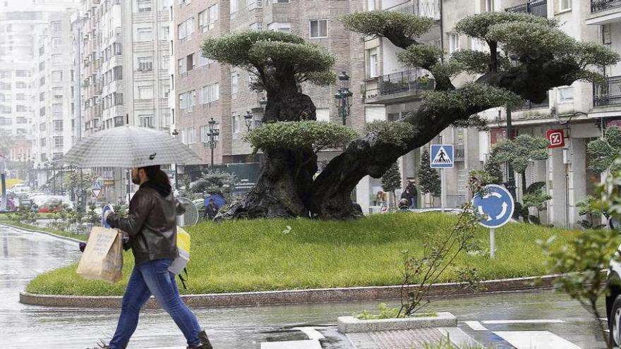 Olivo centenario en una de las rotondas de la calle Rosalía de Castro. // A. Irago