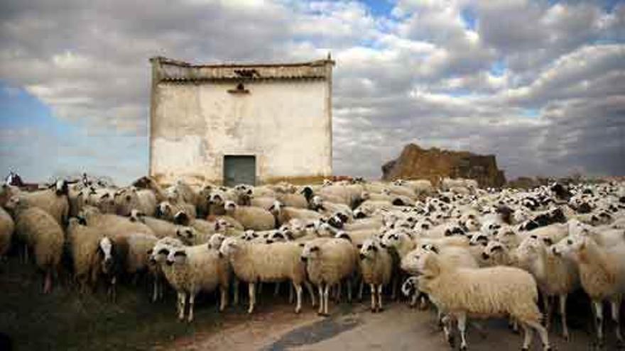 Los palomares protagonizan una muestra artística en La Encarnación