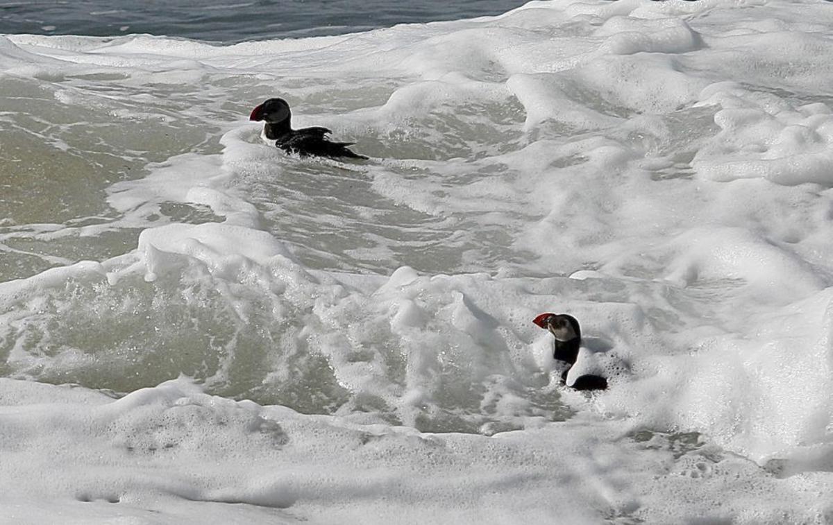 Los frailecillos, entre las olas de A Lanzada. | FDV