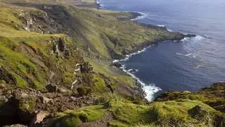 Introdujeron cinco gatos en una isla para acabar con una plaga de ratones y desataron una catástrofe ecológica