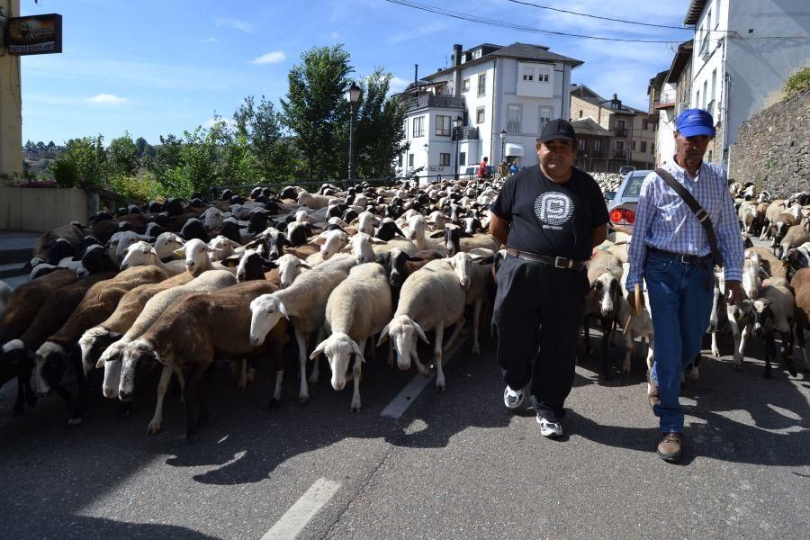 Las ovejas "toman" Puebla de Sanabria