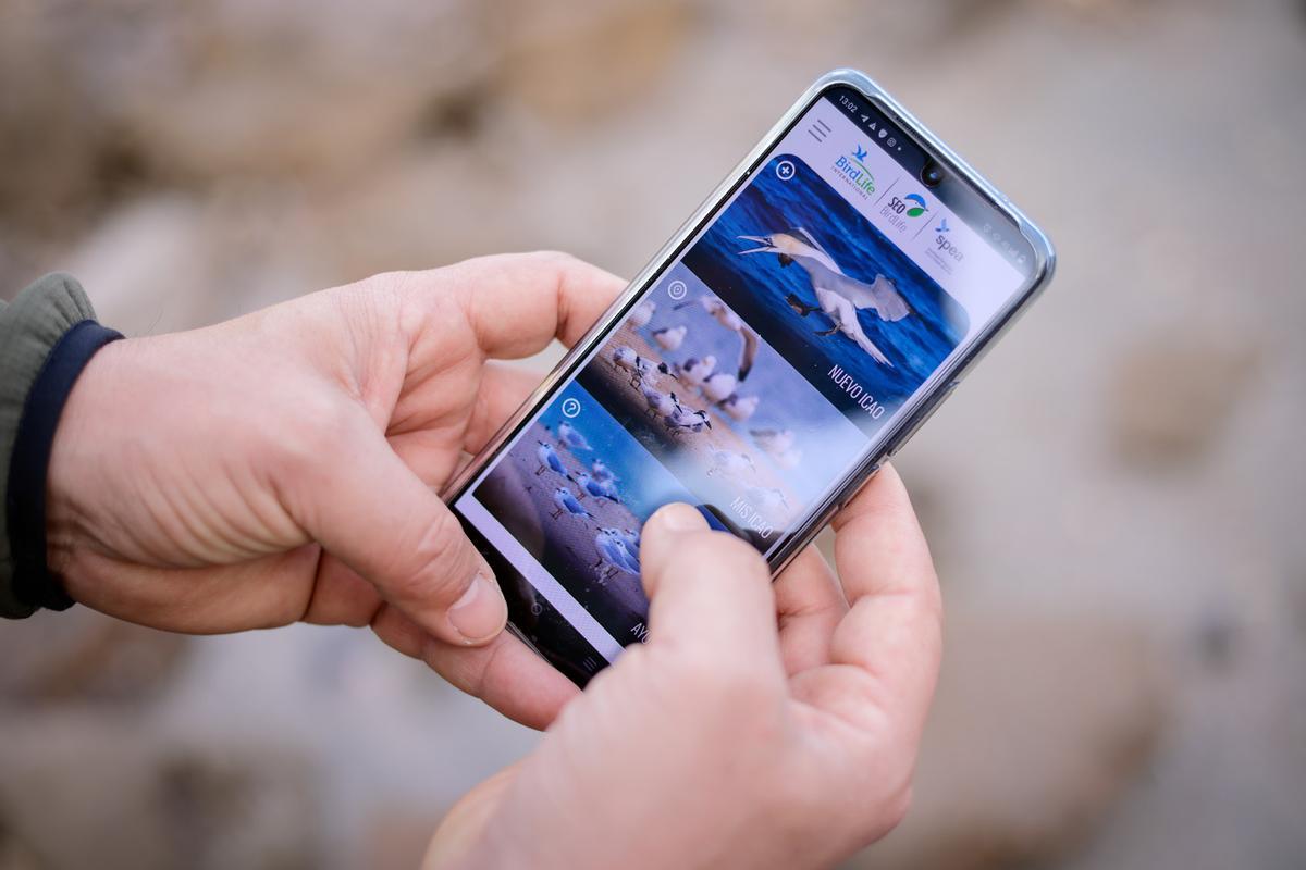 App ICAO de SEO:BirdLife para registrar los hallazgos de aves marinas orilladas.