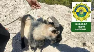 Rescatan una cabra tras aparecer en un chalet de una urbanización de Xàtiva