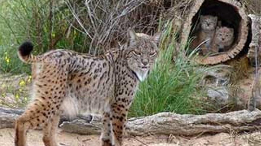 Nacen otros dos cachorros de lince en el centro de cría en cautividad de Doñana