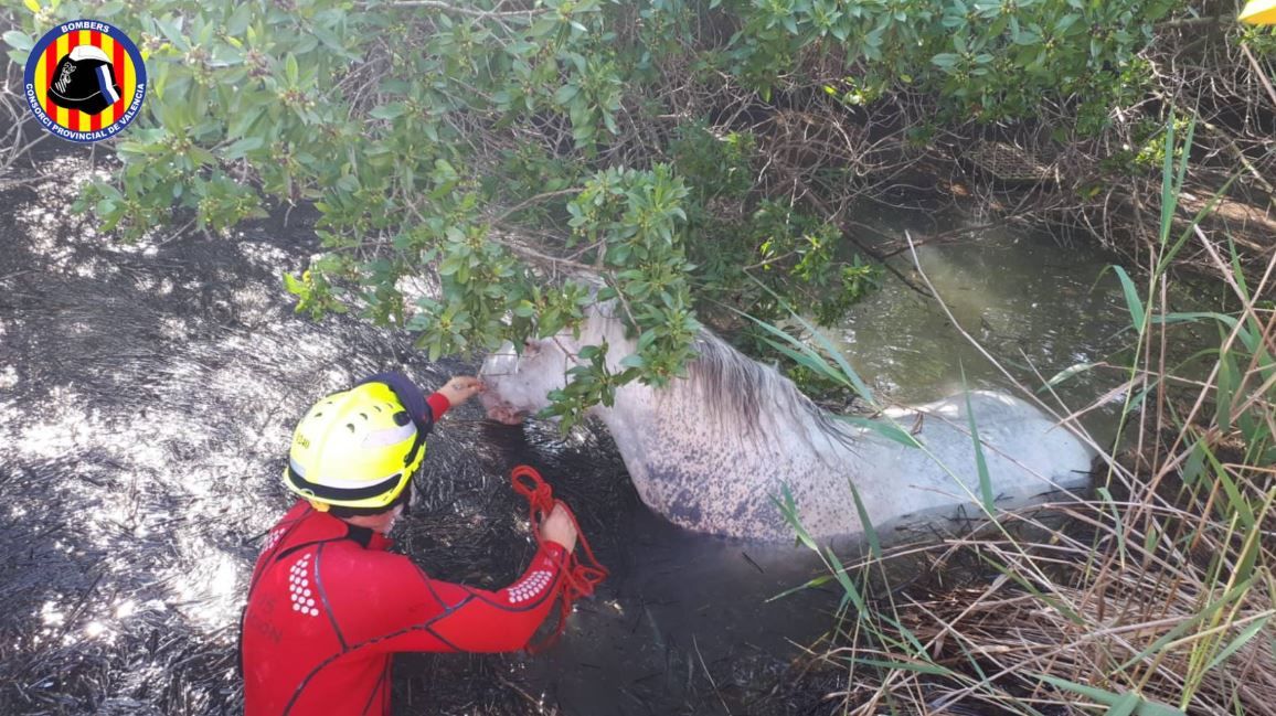 Rescatan a un caballo atrapado en la marjal de l'Almardà