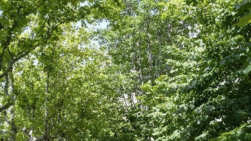 Una ley obligará a plantar un árbol por cada nueva plaza de aparcamiento