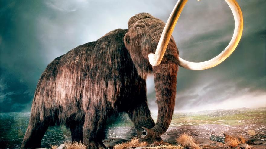 Anuncian un importante avance para &#039;resucitar&#039; el mamut