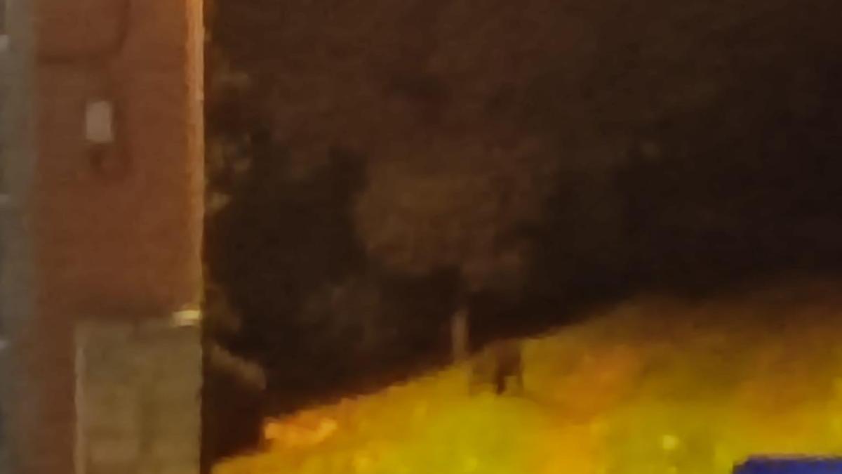 Jabalíes en la avenida de Lugo