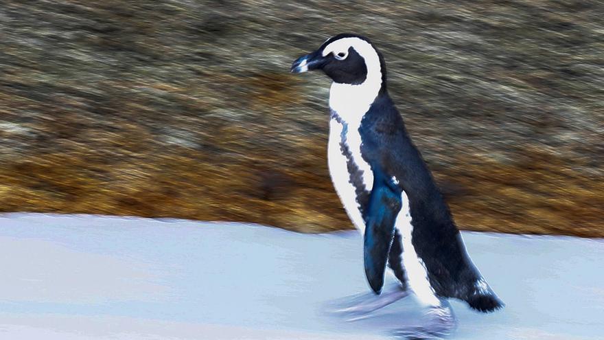Un estudio revela muerte masiva de pingüinos africanos por falta de alimento en Sudáfrica.