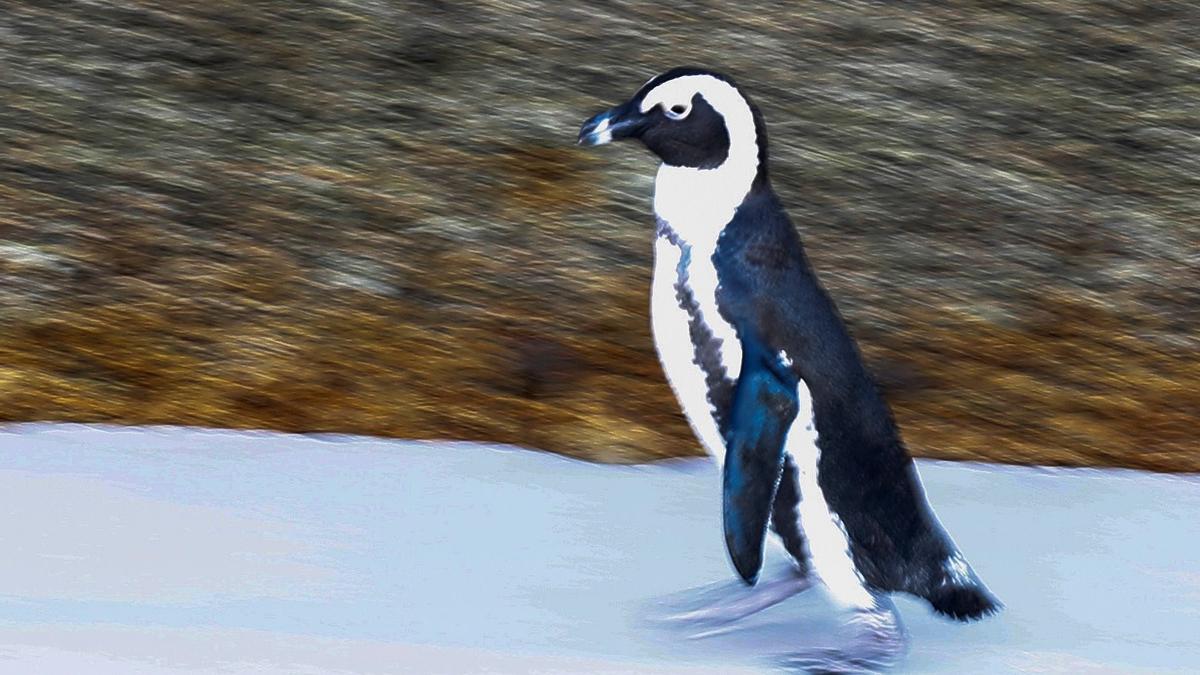 Un estudio revela muerte masiva de pingüinos africanos por falta de alimento en Sudáfrica.