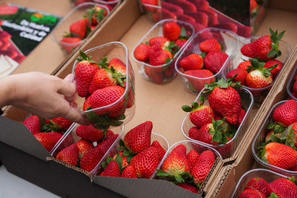 Representantes de UPA reparten fresas.