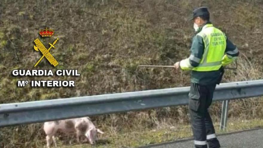 Momento de la captura del ejemplar porcino en la AP-53, a la altura de Lalín.