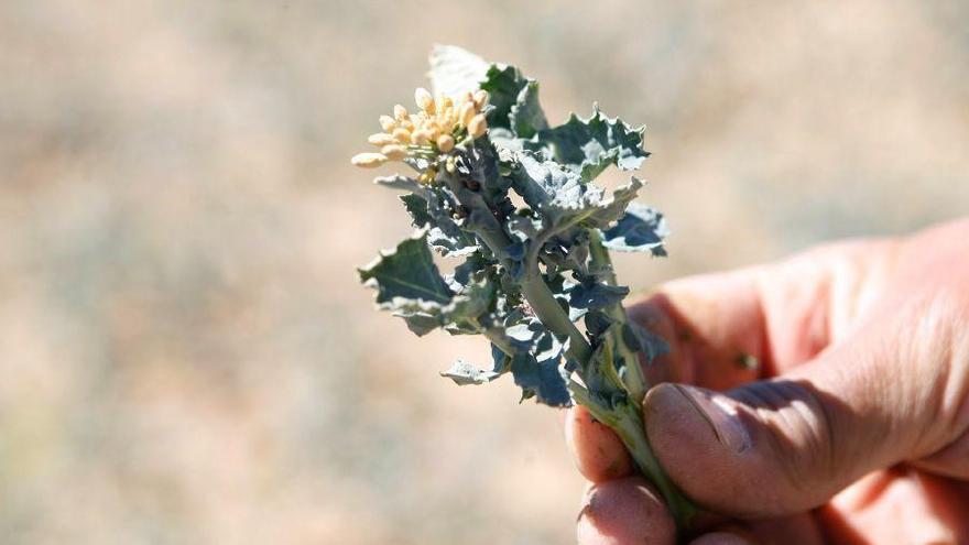 Un agricultor muestra la planta de colza seca