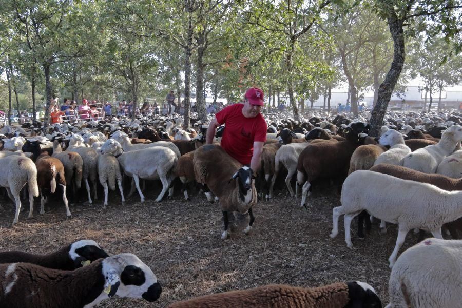 Fiesta de la Trashumancia en San Vitero