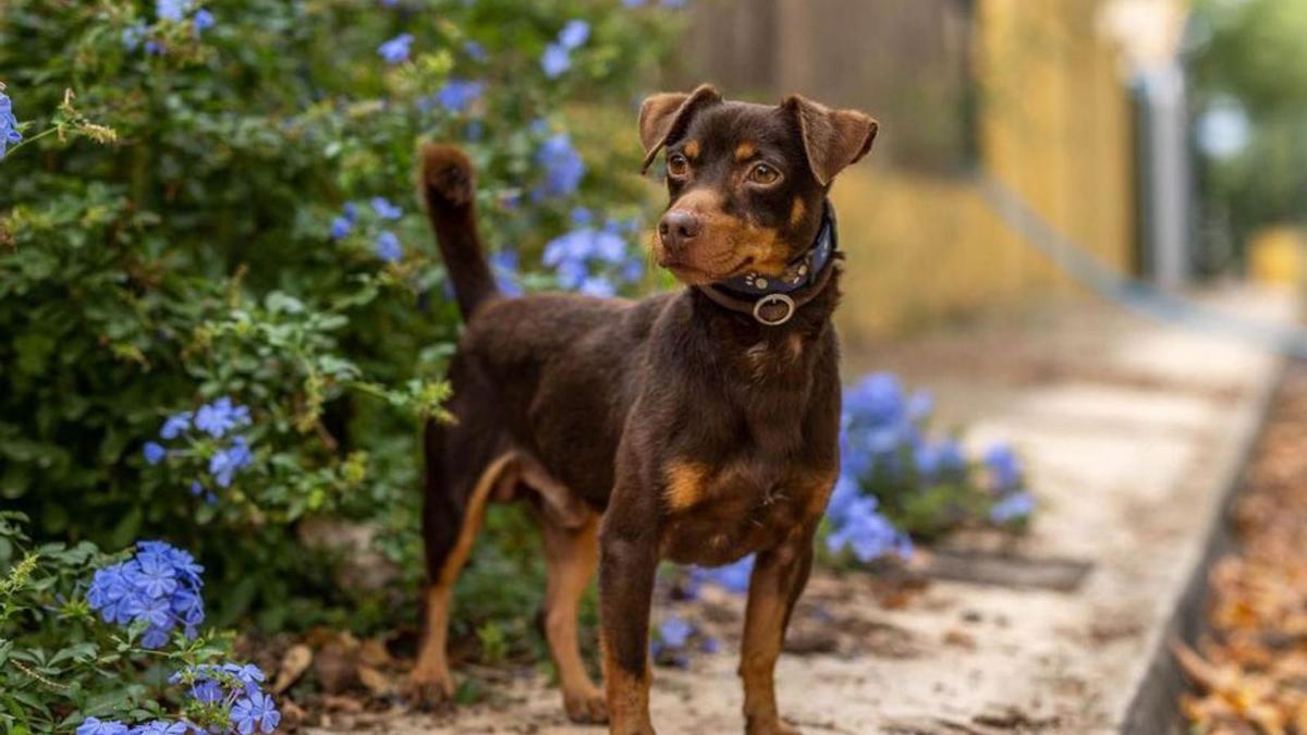 Uno de los perros que se daban en adopción estos días.