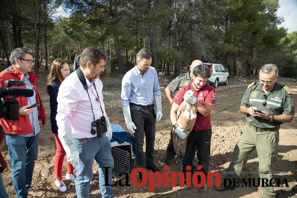 Liberan un Buitre Leonado en la Sierra de Mojantes