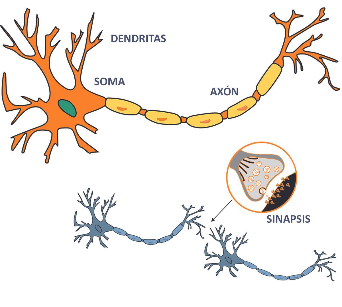 Estructura de las neuronas