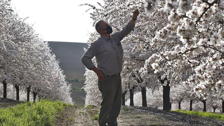 Empieza la recogida de las primeras almendras de la temporada