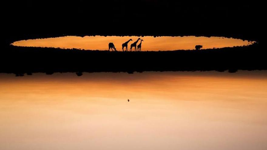 Las mejores fotos del concurso &#039;Wildlife Photographer of the Year&#039;