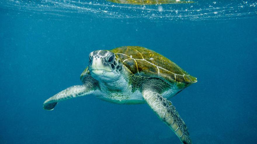 Ejemplar de tortuga verde en aguas canarias.