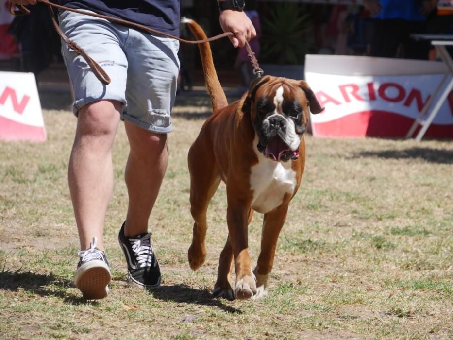 Campeonatos caninos en A Toxa.