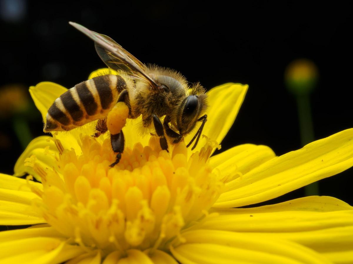 En la época de veranos, con las altas temperaturas, existe una población mayor de abejas.