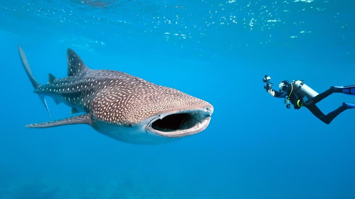 Un buzo junto a un ejemplar de tiburón ballena en Isla Mujeres (México).