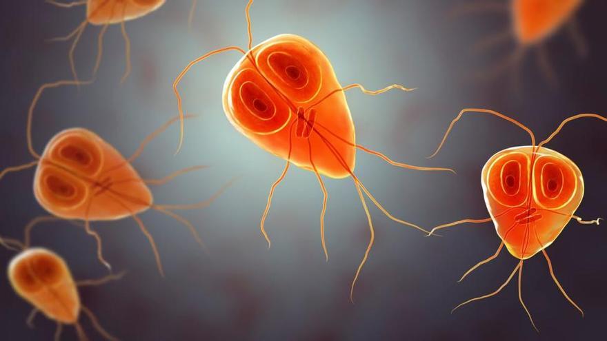 Giardia es un ejemplo de un parásito indeseable.