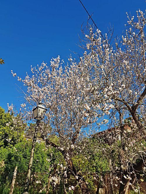 Die "calmas de enero" auf Mallorca