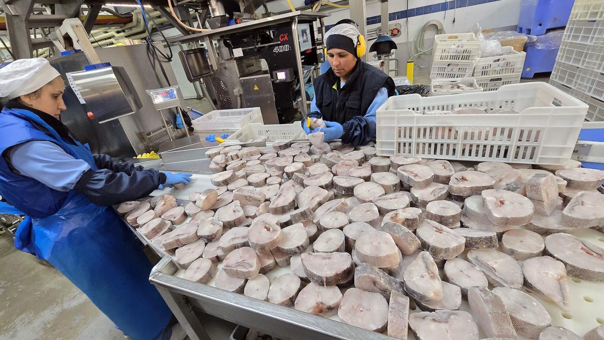 Trabajadoras de una empresa viguesa manipulan merluza congelada en una línea de procesamiento.