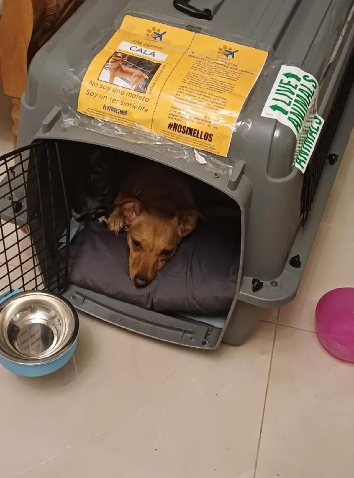 Cala, la perrita que viajó de Alicante a Buenos Aires en la bodega de un avión pese a pesar solo 6,5 kilos