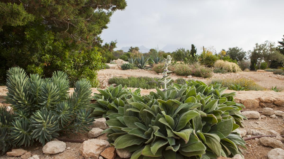 Jardín de agaves en el nuevo proyecto de Ecodisseny.