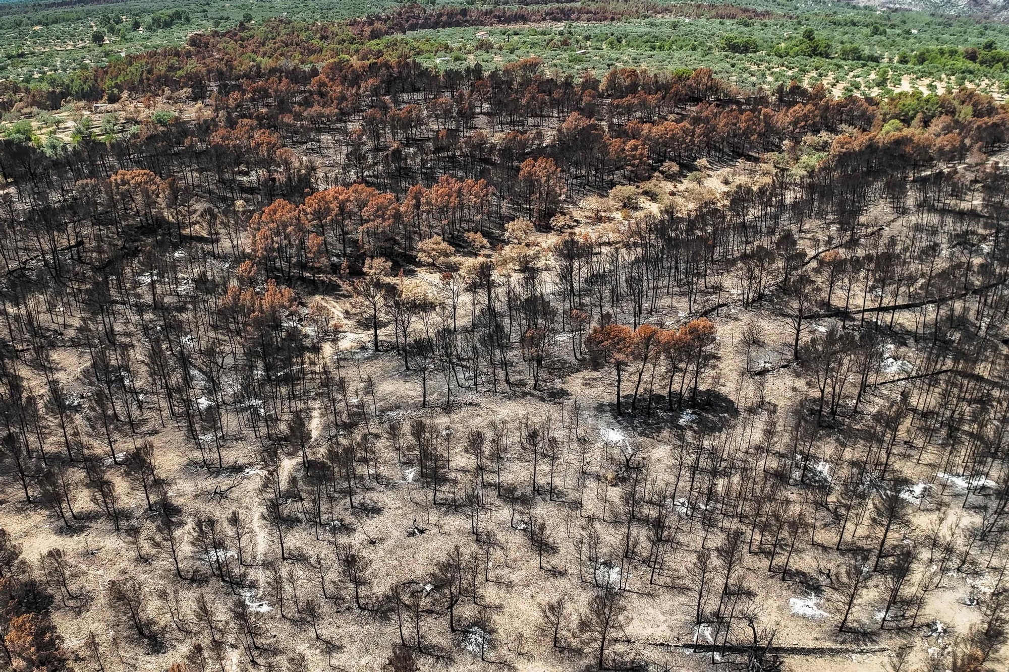 Les fotos de l'incendi de Paüls a vista de dron