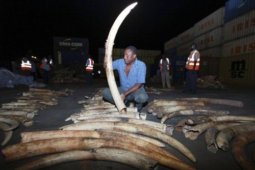 A worker arranges elephant tusks recovered from a container on transit in Mombasa