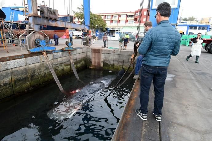 14/03/2019 TALIARTE. TELDE. Recogida del cachalote varado en la costa de Telde.   Fotografa: YAIZA SOCORRO.