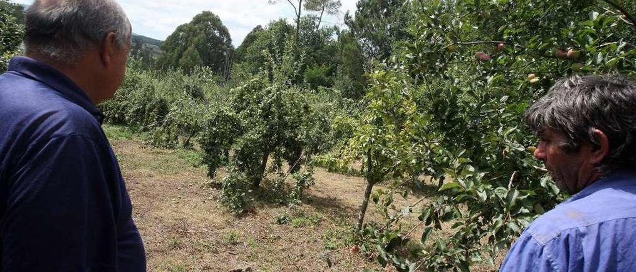 López Pampín (izquierda) en una plantación en Moreira el pasado fin de semana. // Bernabé/Cris M.V.