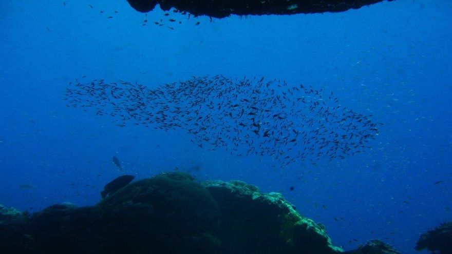 Un estudio dirigido desde Mallorca identifica las regiones claves del océano para conservar la megafauna marina