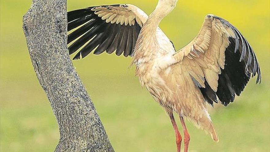 El certamen fotográfico sobre cigüeñas de Malpartida de Cáceres recibe 153 trabajos