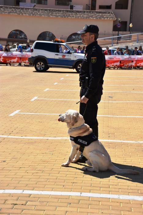 Decenas de personas se reunieron junto al Castillo Sohail para celebrar el Día del perro que se celebra desde hace siete años en Fuengirola.