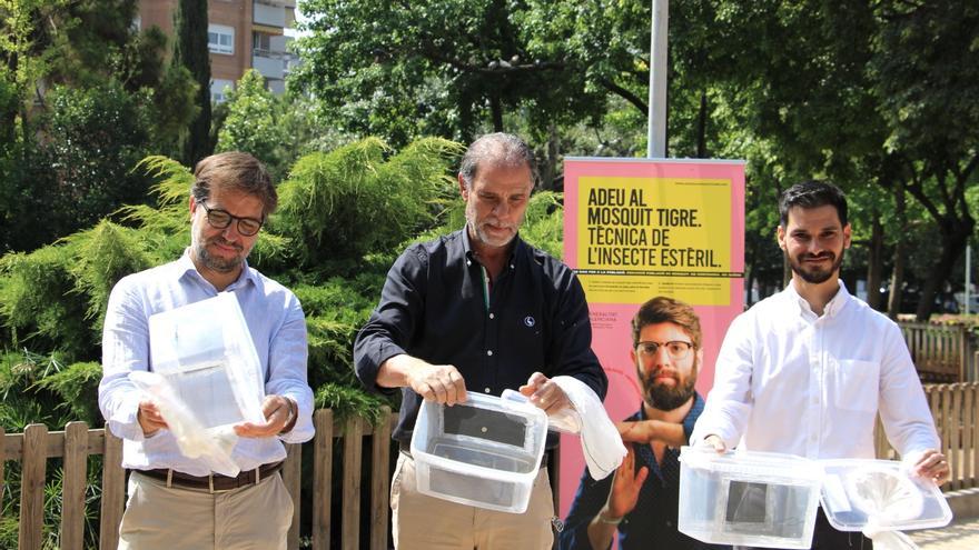 Castelló lucha sin tregua contra el mosquito tigre. Así lo hace
